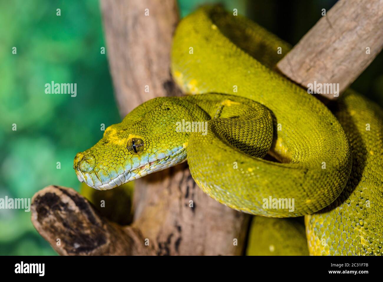 Green Tree Python (Morelia viridis) gefangen. Heimat Australien, Indonesien, Neuguinea, Reptilien-Reptilienzoo, Vaughan, Ontario, Kanada Stockfoto