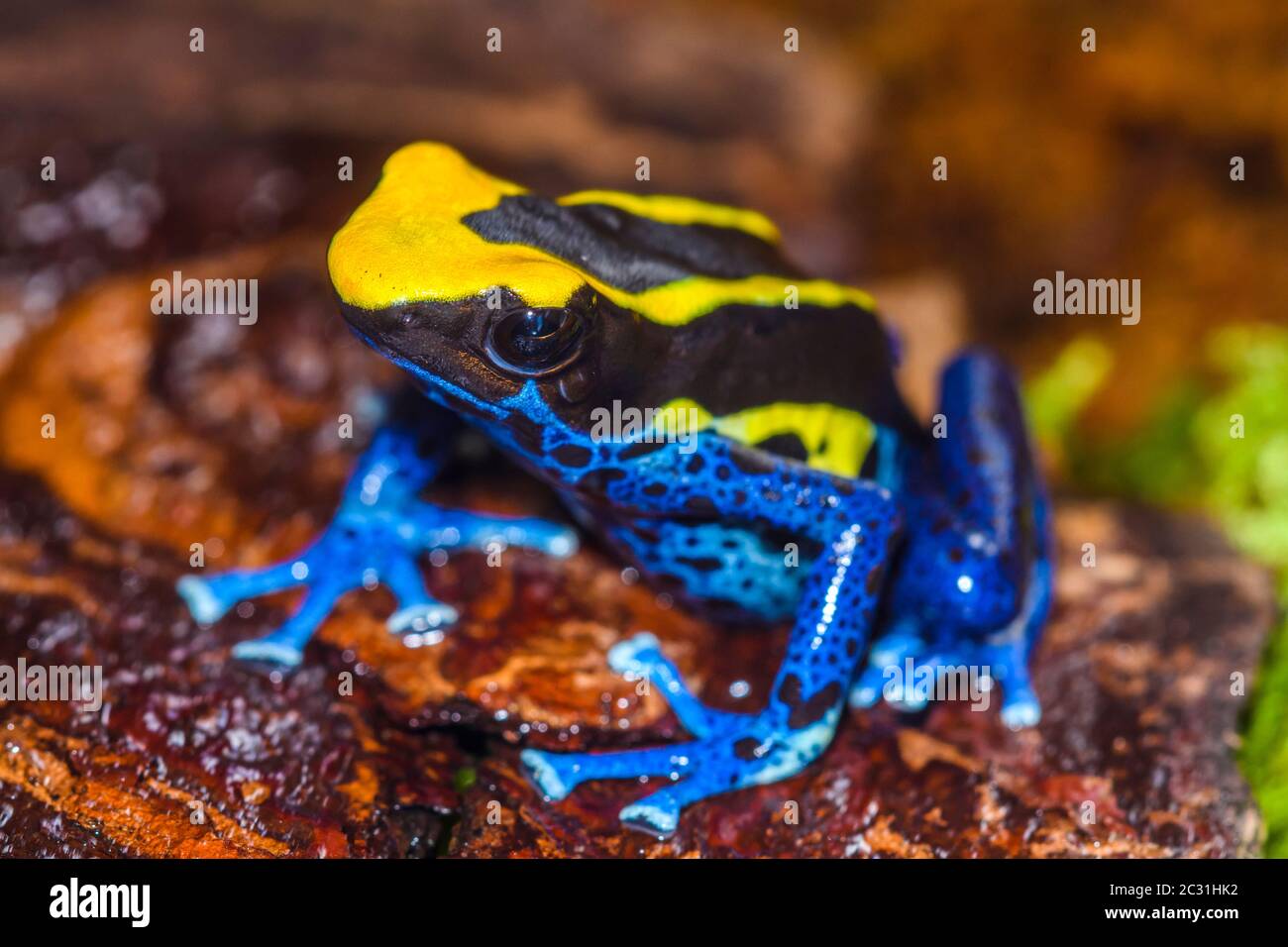 Dendrobates tinctorius 'Cobalt', in Gefangenschaft erzogen, untergeschichtige Unternehmen, Eingeborener: Suriname Stockfoto