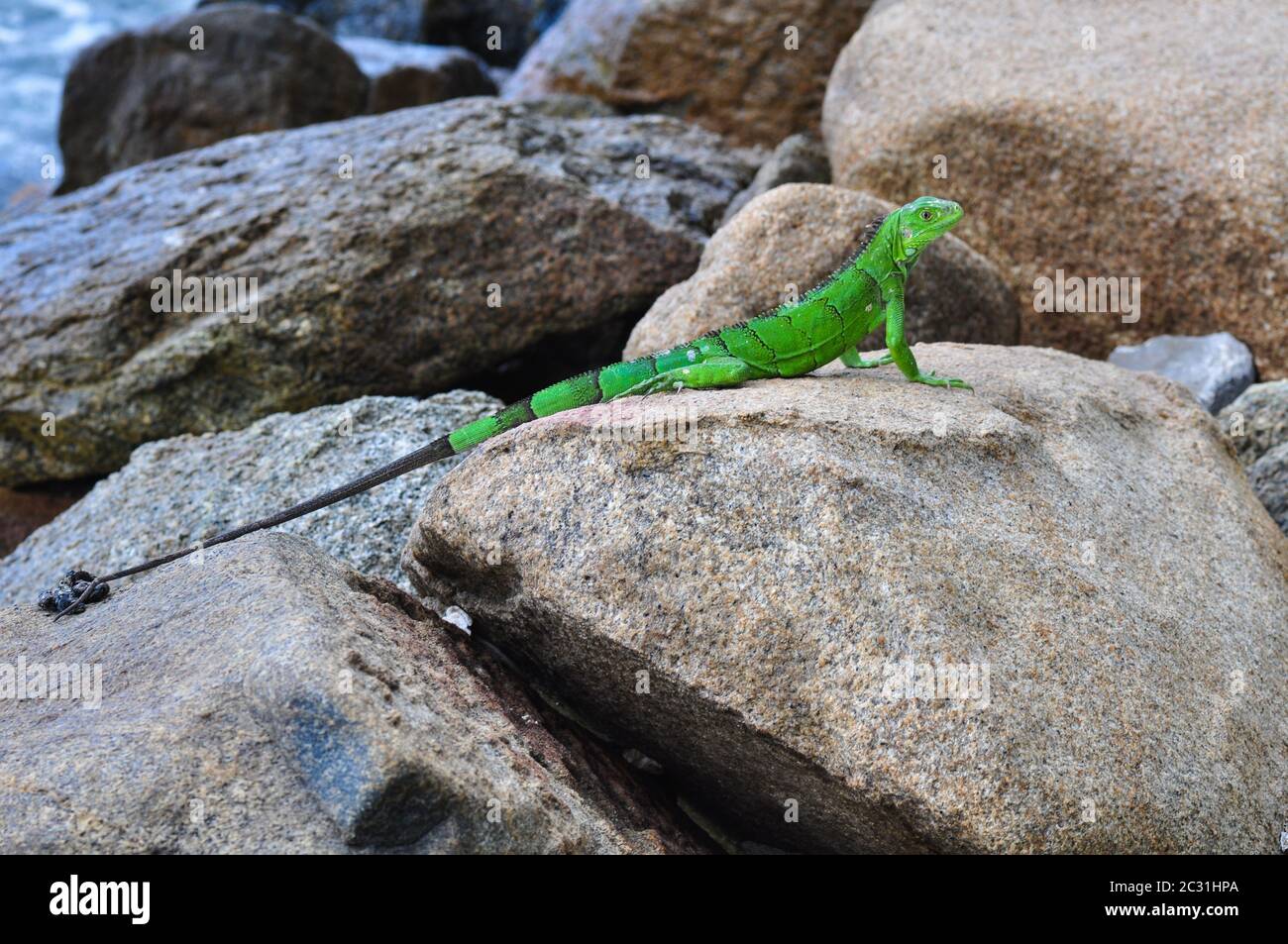 Aruba Stockfoto