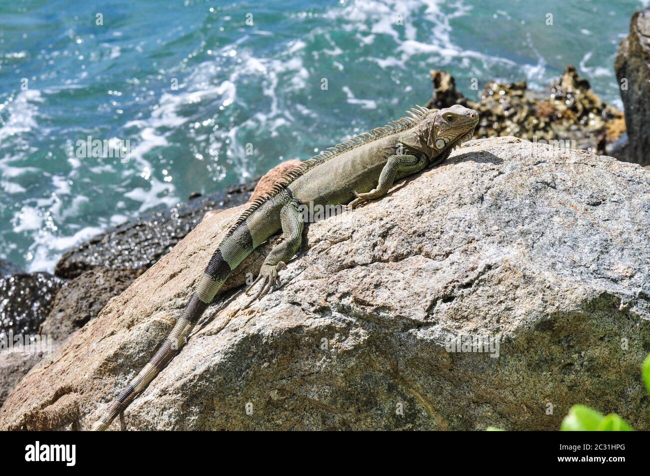 Aruba Stockfoto