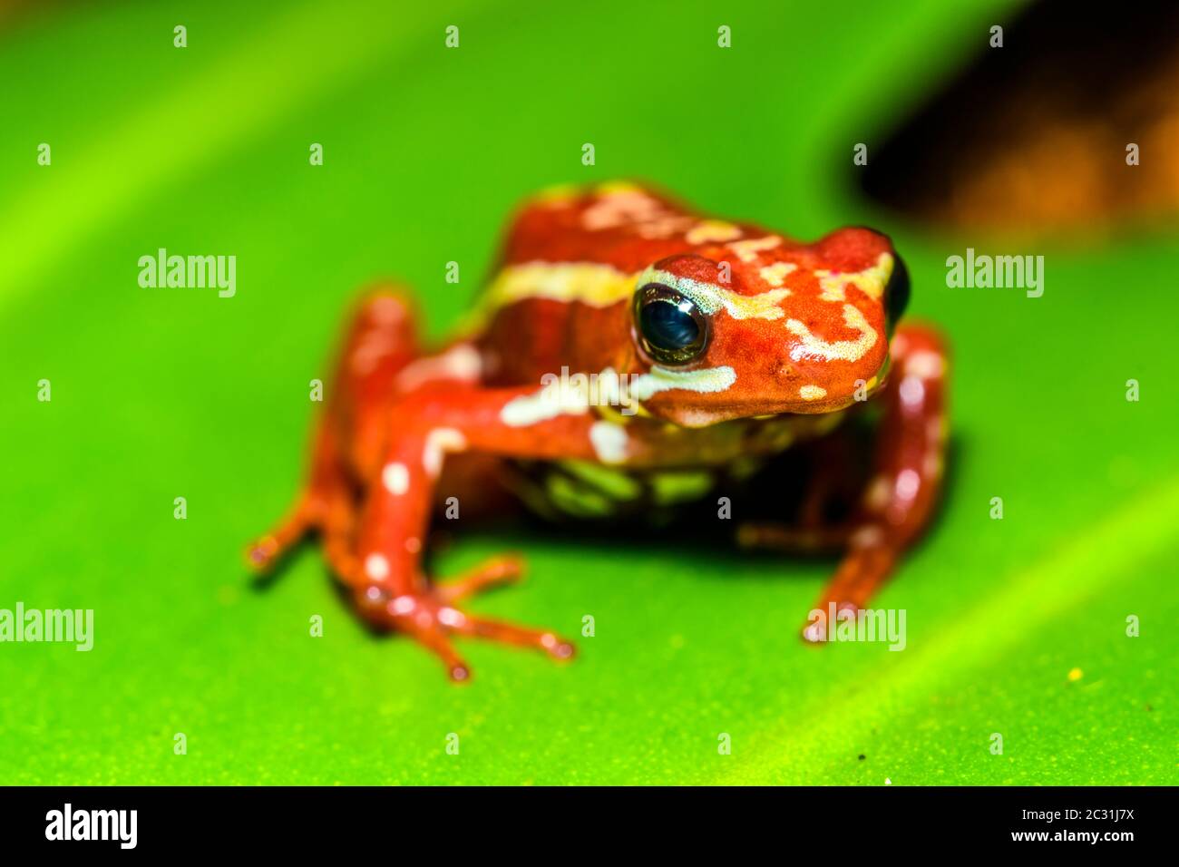 Phantasmischer Giftfrosch oder phantasmischer Giftpfeilfrosch (Epipedobates tricolor), gefangen erzogen, Unterstory Enterprises, Eingeborenes in: Ecuador Stockfoto