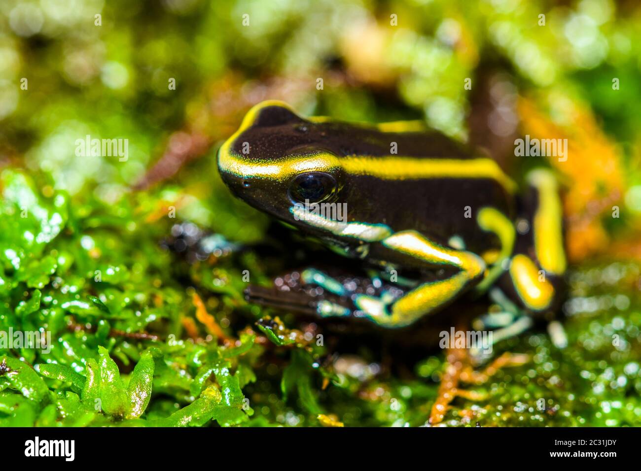 Gelb gestreifter Giftpfeifer Frosch (Dendrobates trunkatus), gefangen  erzogen, untergeschichtige Unternehmen, Eingeborenes: Kolumbien  Stockfotografie - Alamy