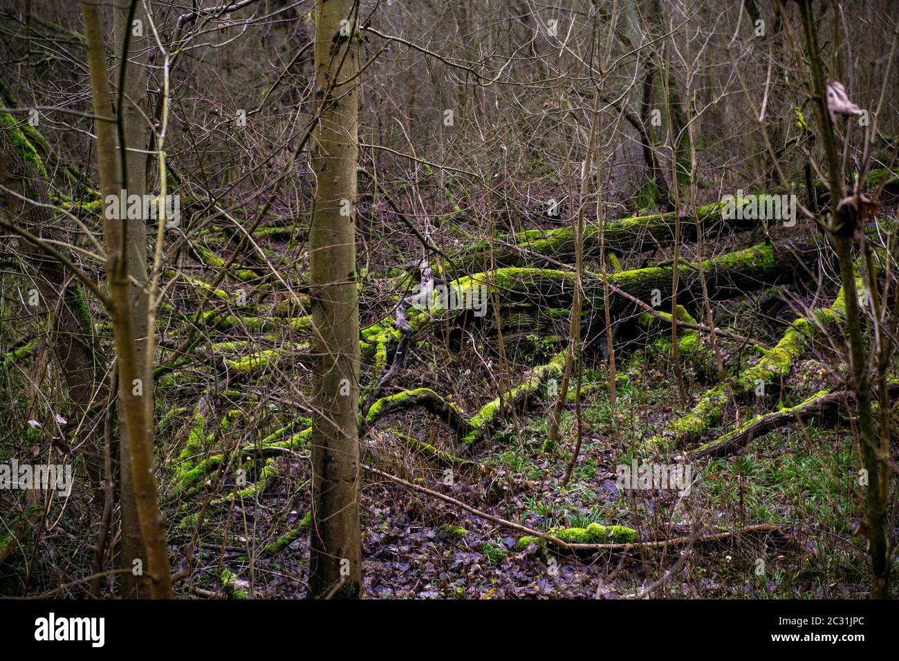 Moosige Baumstämme in einem dunklen mystischen Wald in Deutschland (am Kühkopf). Wildnis Stockfoto