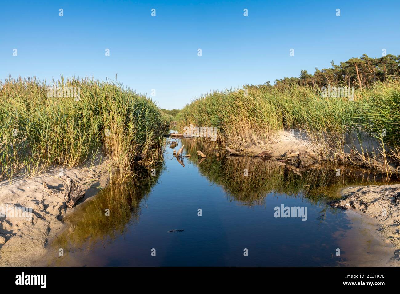 Entwässerungskanal an der Ostseeküste bei Darss in Deutschland mit Schilf, Gras und blauem Himmel Stockfoto