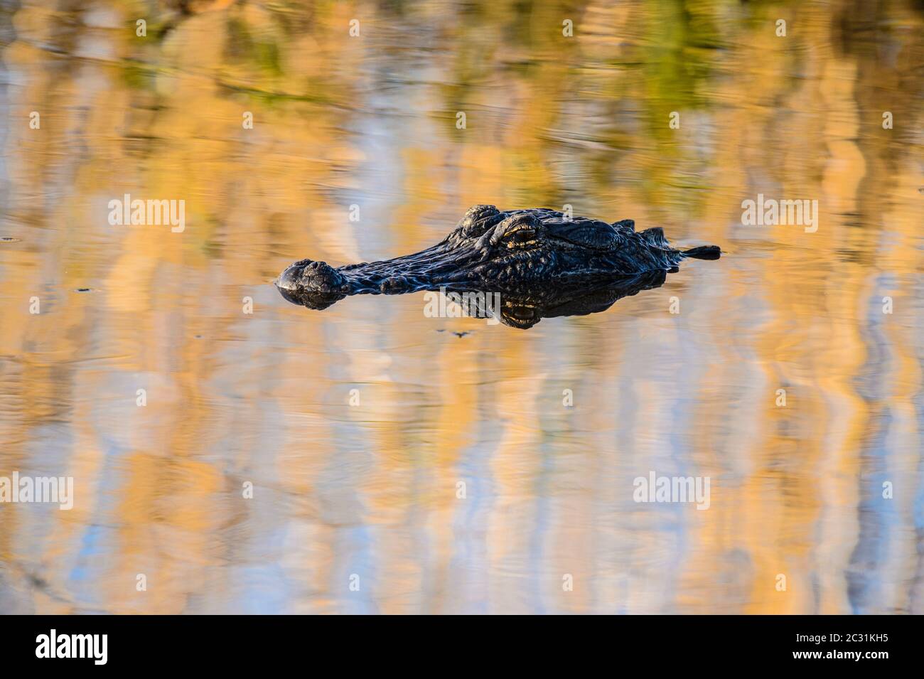 Amerikanischer Alligator (Alligator missipiensis), Anahuac National Wildlife Refuge, Texas, USA Stockfoto