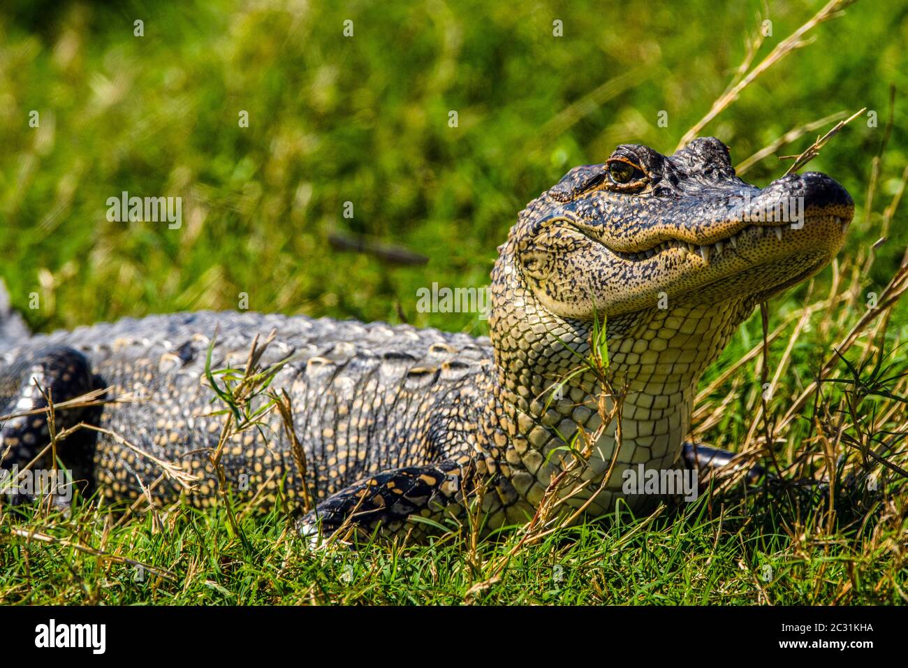 Sonnenalligator (Alligator missipiensis), Cameron Prairie National Wildlife Refuge, Louisiana, USA Stockfoto