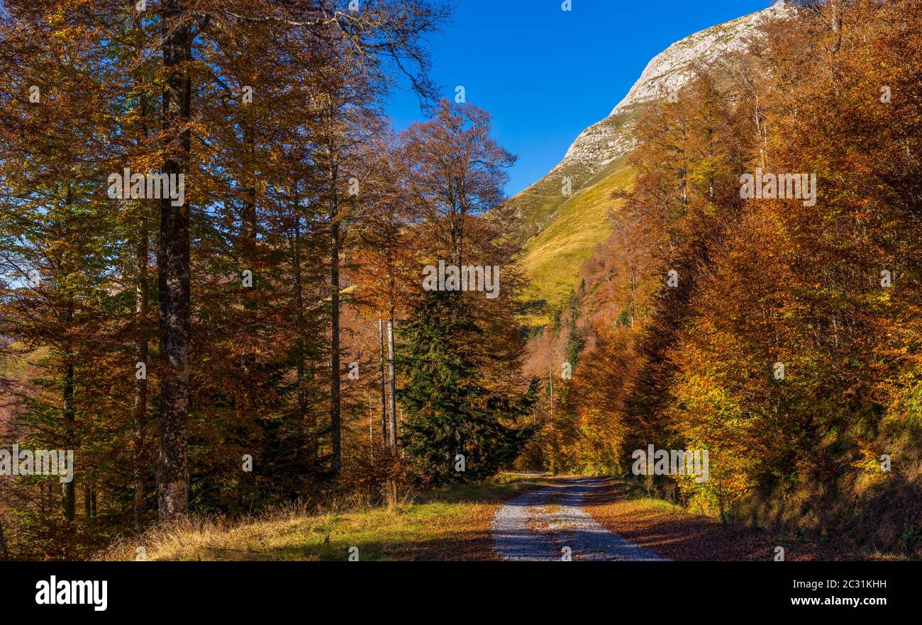 Landschaft mit Iraty Wald, Baskenland, Pyrenäen-Atlantique, Frankreich Stockfoto