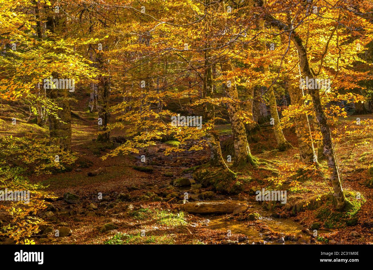 Landschaft mit Iraty Wald, Baskenland, Pyrenäen-Atlantique, Frankreich Stockfoto