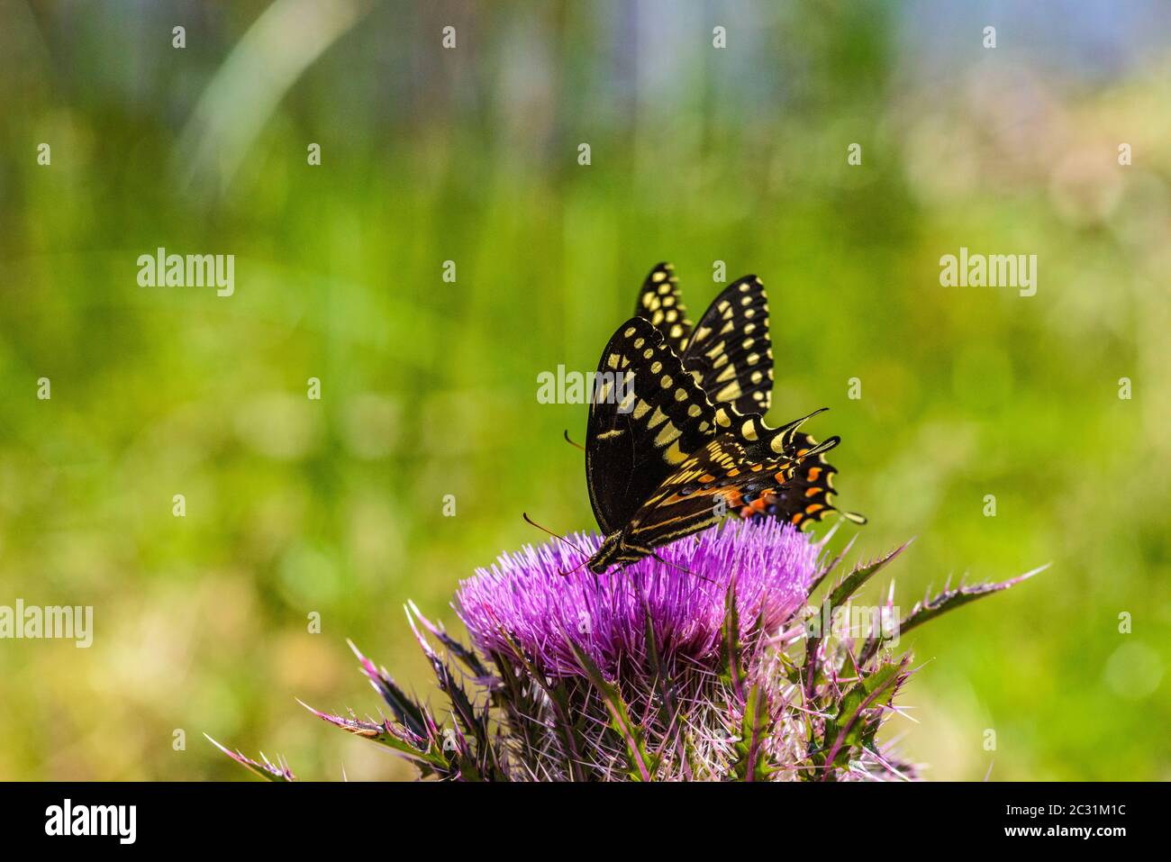 Schwalbenschwanzschmetterlinge, die auf der Distel nectaring, Aransas National Wildlife Refuge, Texas, USA Stockfoto