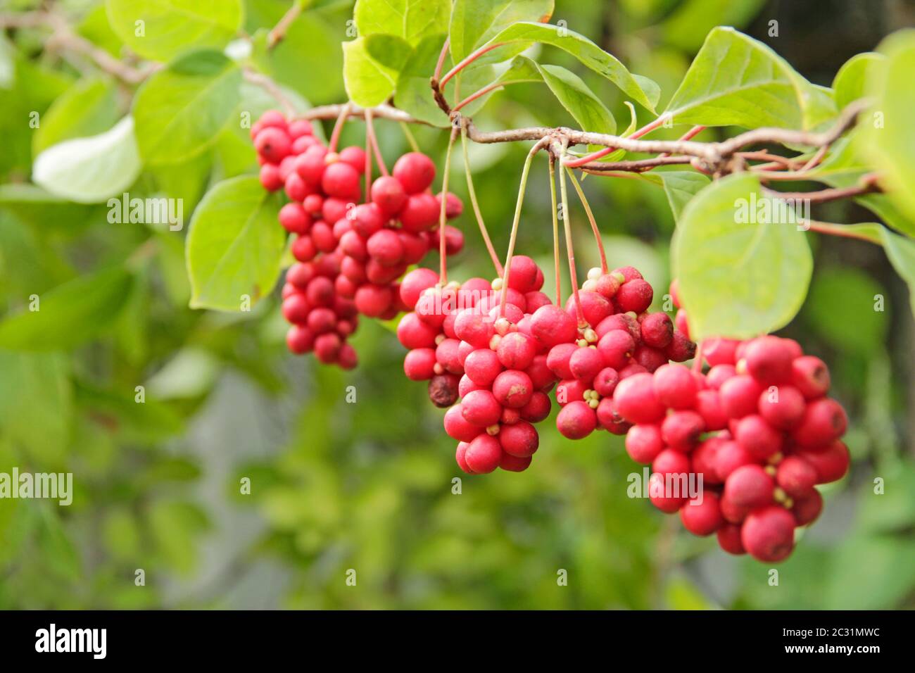 Rote Früchte von schisandra wachsen an Ast in Reihe. Cluster von reifen Schizandra. Ernte der nützlichen Pflanze. Rote Schizandra hängen in Reihe auf grünen Zweig. Schi Stockfoto