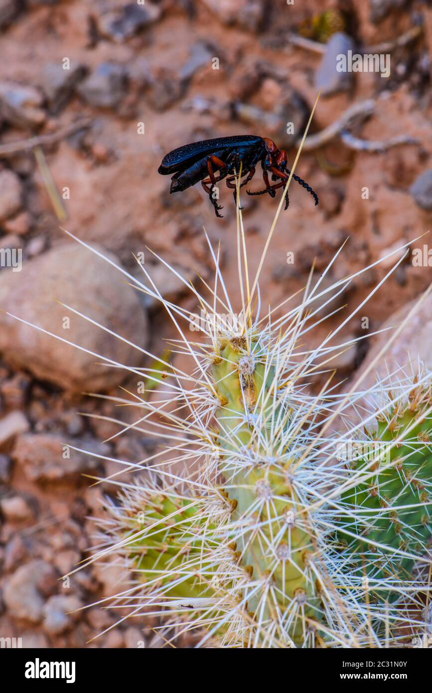 Blisterkäfer (Lytta magister), aufgespießt von einem Karettschwürger auf einen Kaktusrücken, Grand Canyon National Park, Arizona, USA Stockfoto