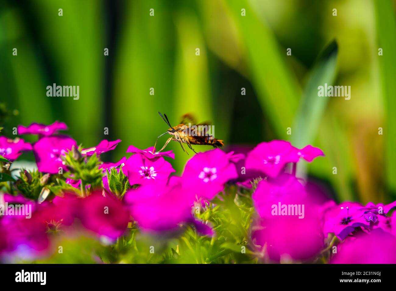 Kolibri-Motte (Hemaris thysbe) Nectaring Garten Phlox Blumen, Greater Sudbury, Ontario, Kanada Stockfoto