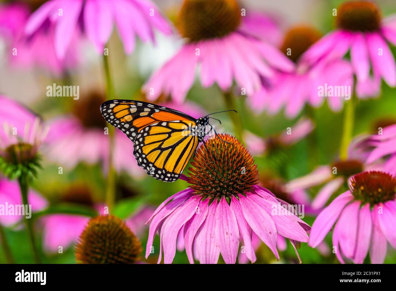 Monarch Schmetterling (Danuas plexippus) nectaring ein Garten Koneflower, Greater Sudbury, Ontario, Kanada Stockfoto