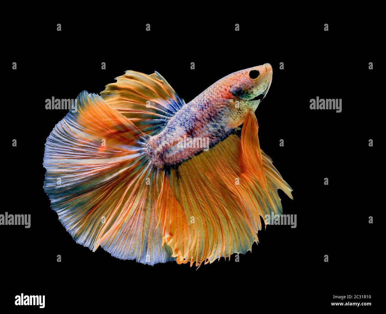 Blauer Betta Stockfotos Und Bilder Kaufen Alamy