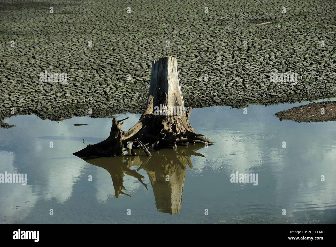 Toter Baum, trockener See, Lehm zerrissene Erde, Schlamm. Klimawandel, Dürre, Wasserknappheit, Umweltkatastrophe. Ceará, Brasilien. Stockfoto