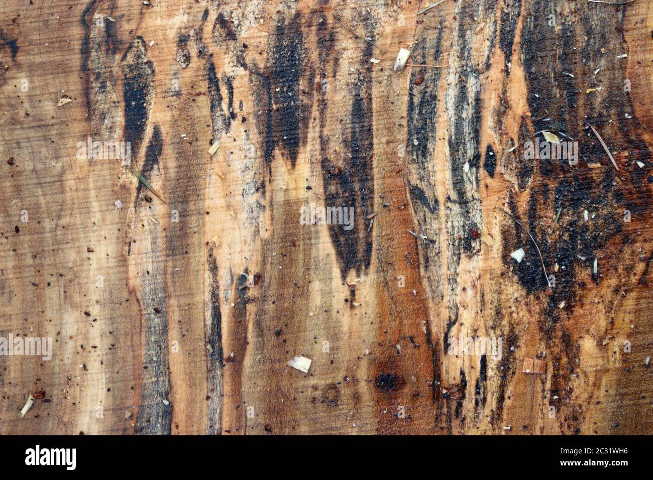 Spalted Maple, Acer Species, Tree Sawn Timber Plank mit Knoten, Getreide, Pilzspaltmarken und Regenwasser und könnte als Hintergrund verwendet werden. Stockfoto