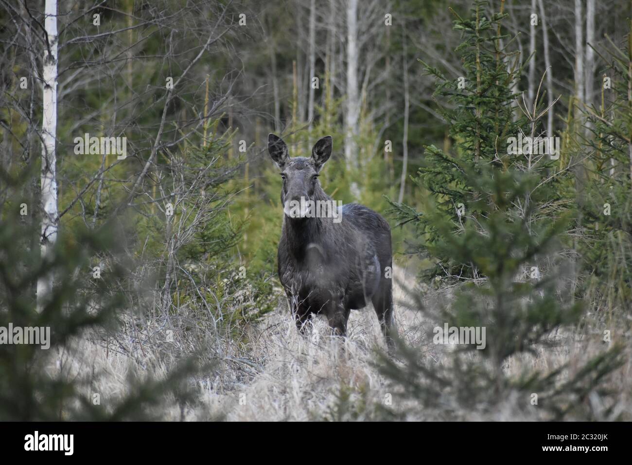 Elch im tiefen Wald Stockfoto