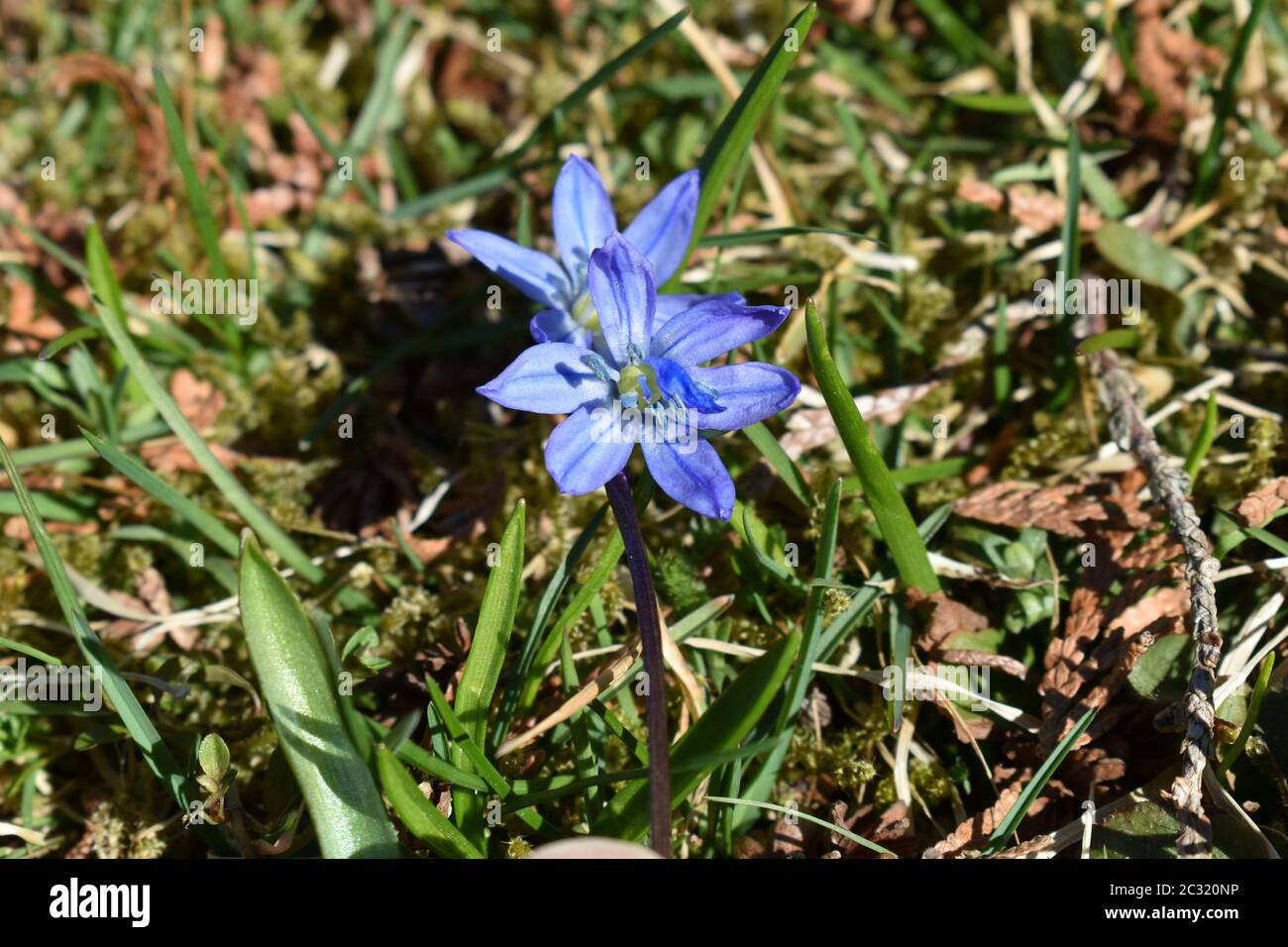 Scilla siberica Stockfoto