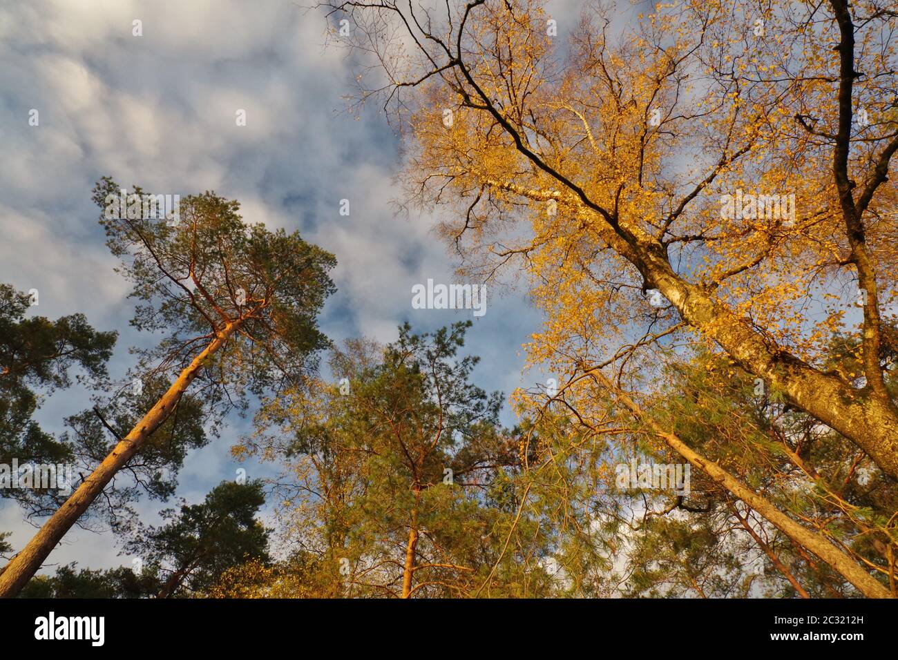 Herbst im Naturreservat Senne, Oerlinghausen, Ostwestfalen-Lippe, Nordrhein-Westfalen, Deutschland, Westeuropa Stockfoto