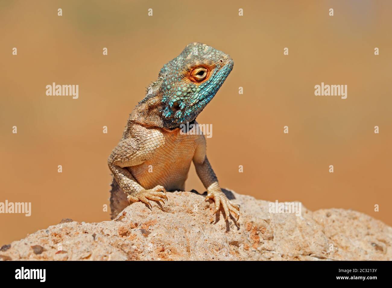 Porträt eines gemahlenen Agama (Agama aculeata) auf einem Felsen, Südafrika Stockfoto