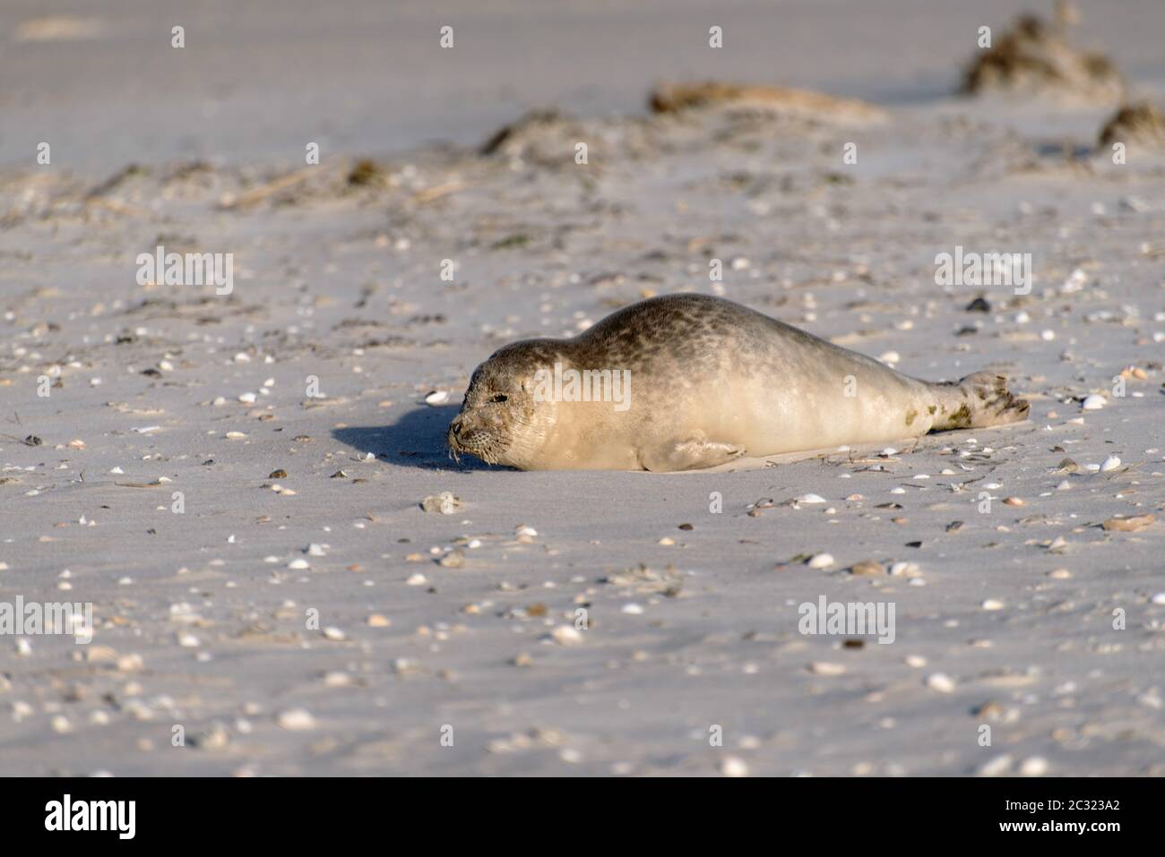 Dichtung am Strand von Amrum in Deutschland Stockfoto