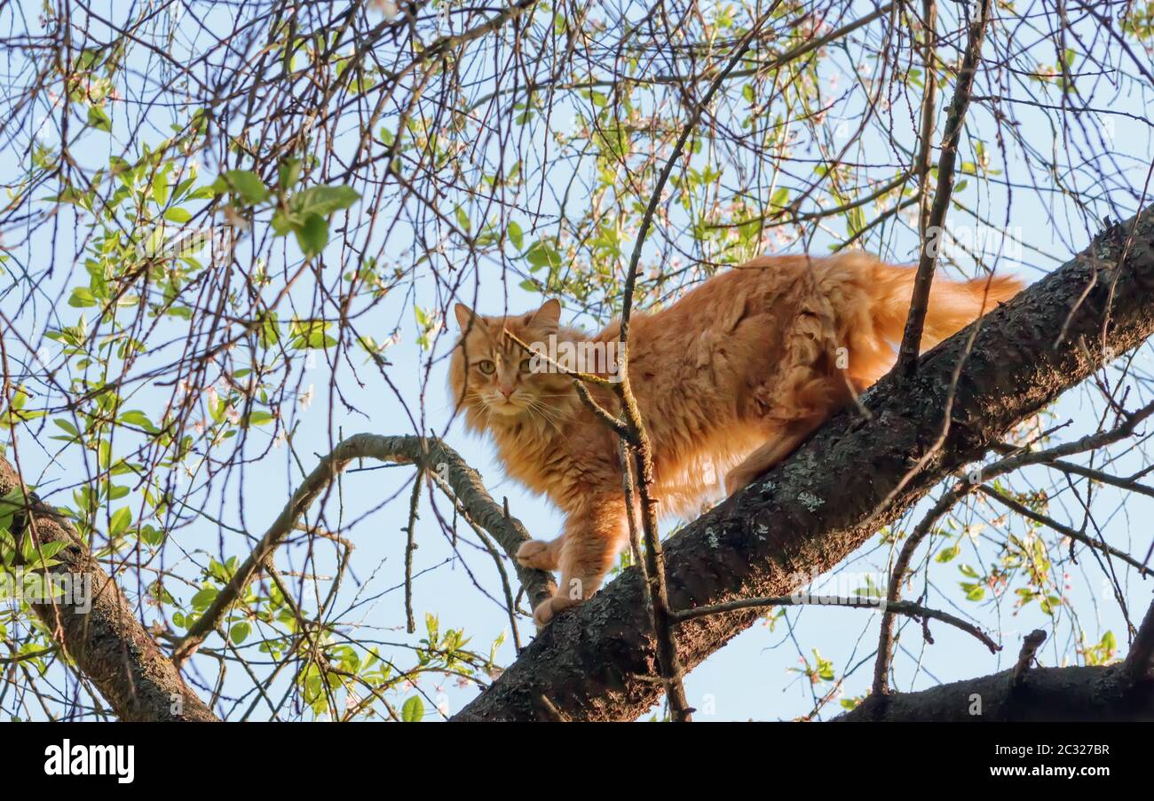 Flauschige Ingwerkatze kletterte auf den Kirschbaum und spaziert an einem warmen Frühlingstag entlang der Äste. Rettet ein Haustier von einem hohen Baum. Selektiver Fokus. Stockfoto