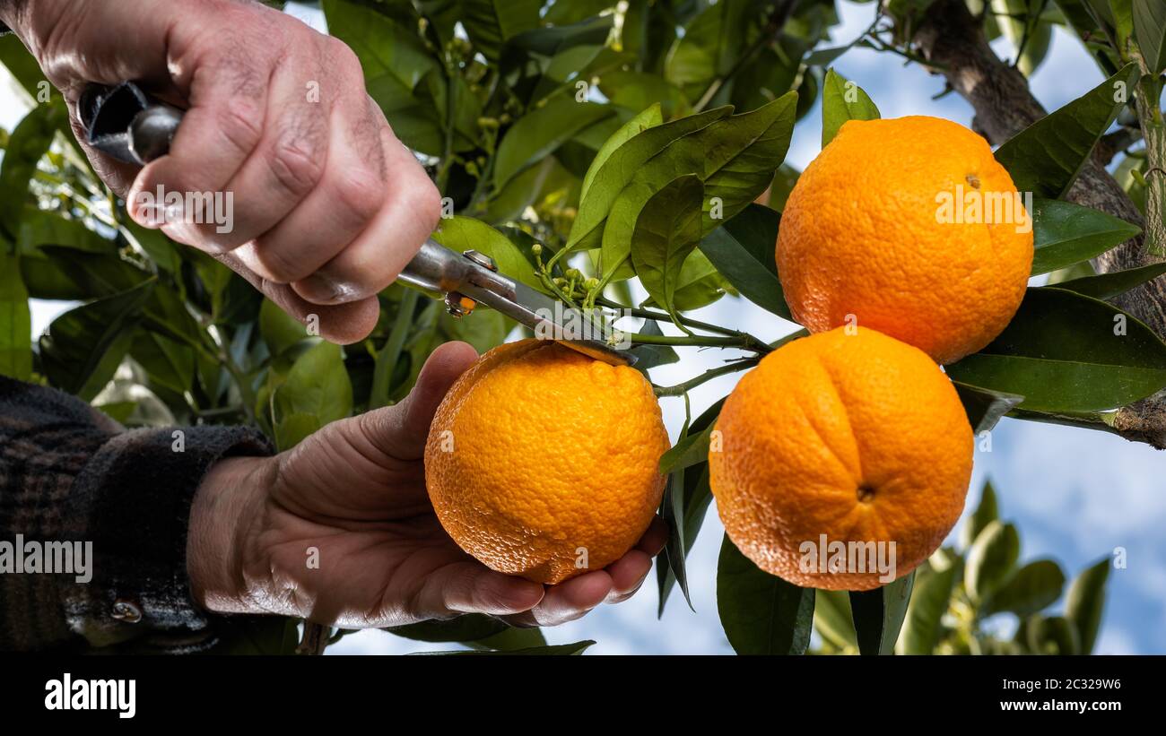 Untere Ansicht der Hände des Bauern, der die Orangen im Zitruhain mit einer Schere erntet. Traditionelle Landwirtschaft. Stockfoto