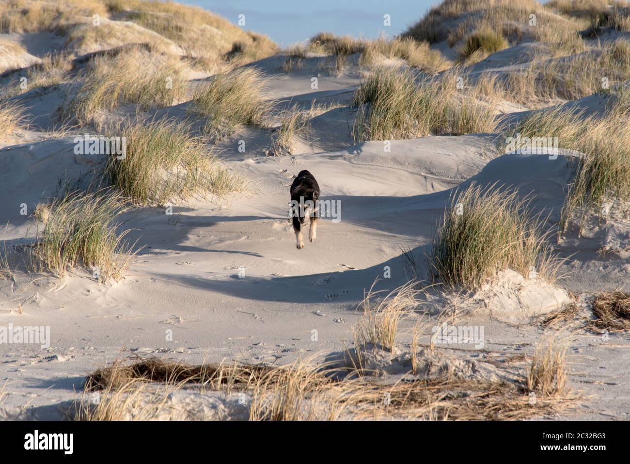 Hund auf einem Nordseestrand Stockfoto