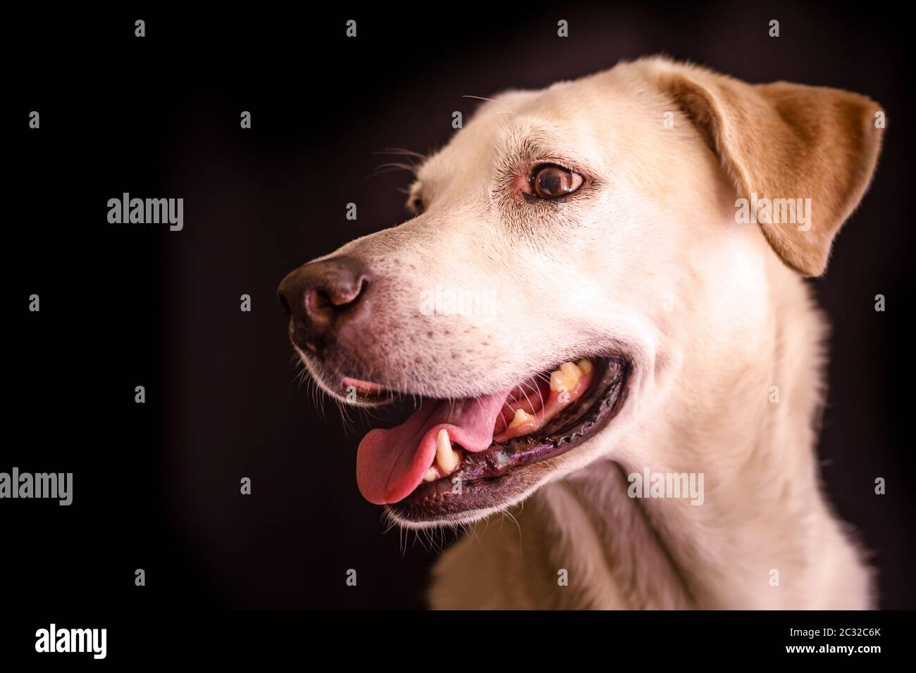 Porträt eines gelben labrador Retriever Stockfoto