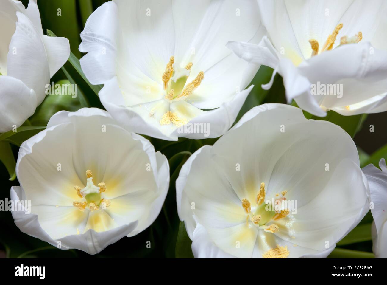 Weiße Tulpen Stockfoto