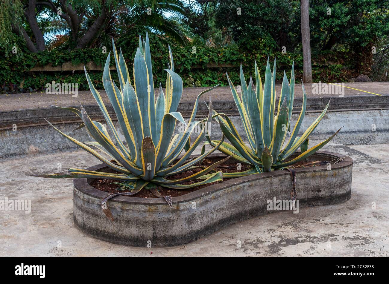 Wachsende Agave in der dekorativen Pool. Botanische Garten von Monte, Funchal, Madeira Stockfoto