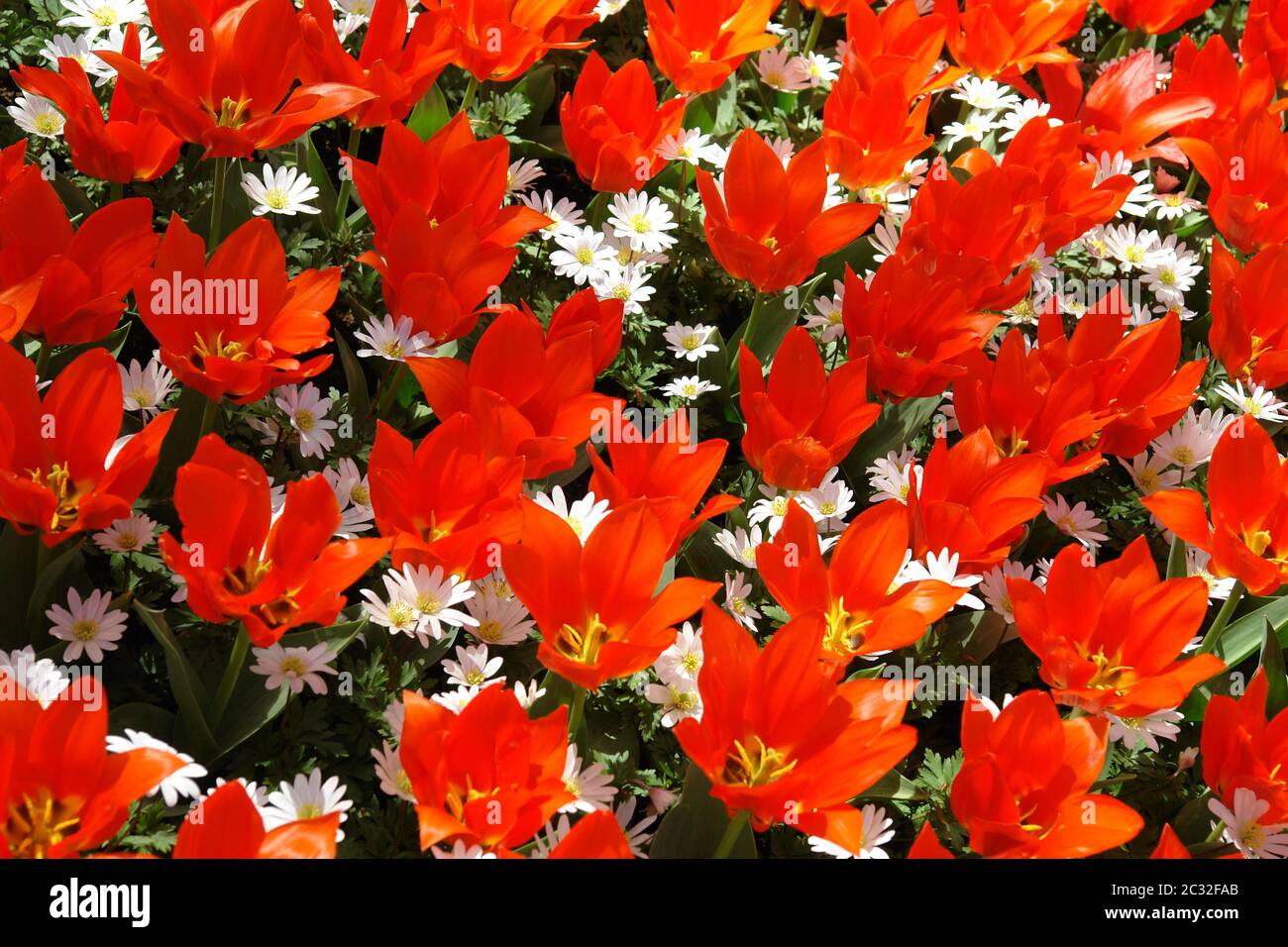 Rote Tulpen Stockfoto