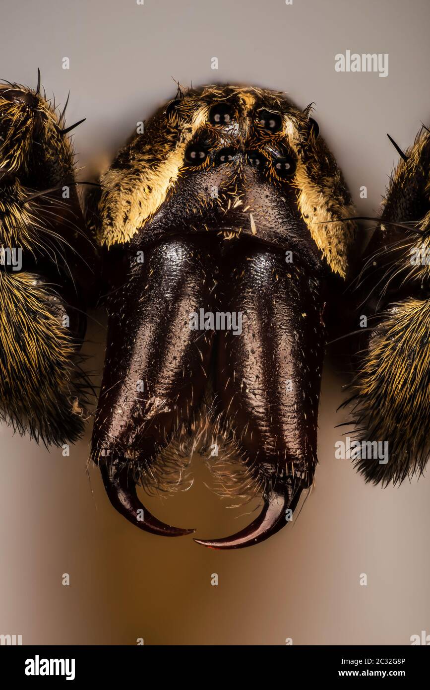 Fokus Stapeln Porträt von dünnbeinigen Wolf Spinnen. Stockfoto