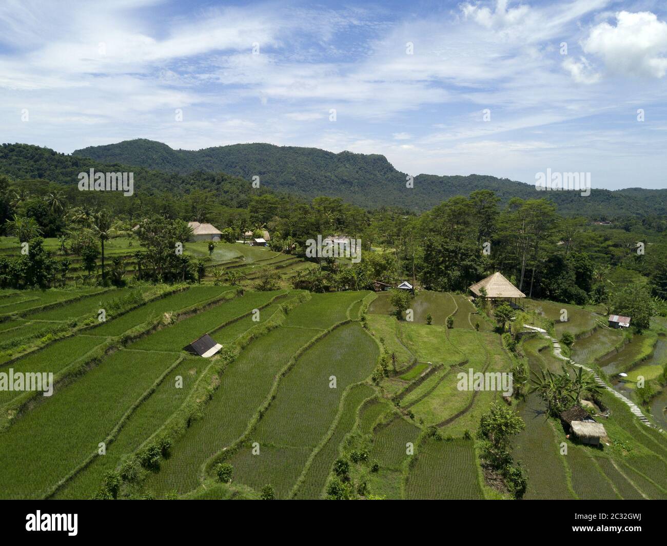Luftaufnahme von Brummen auf Reisterrassen. Indonesien. Bali. Stockfoto