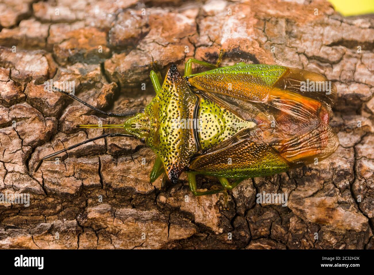 Fokus Stapeln von Hawthorn Shieldbug. Sein lateinischer Name ist Acanthosoma haemorrhoidale. Stockfoto