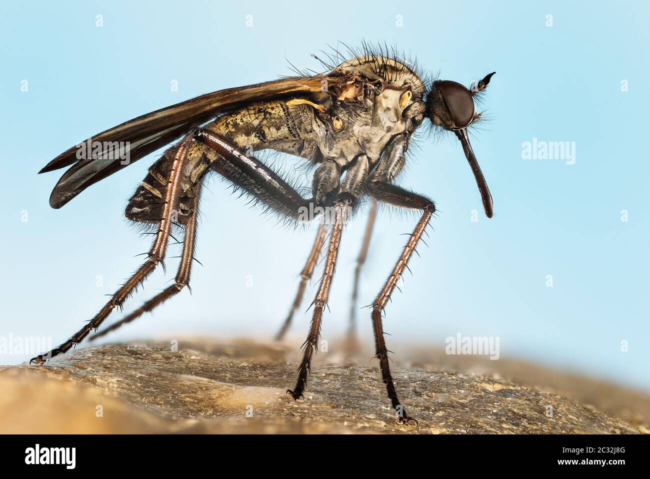 Makro Fokus Stapeln Porträt von Dance Fly. Ihr lateinischer Name ist Empis livida. Stockfoto