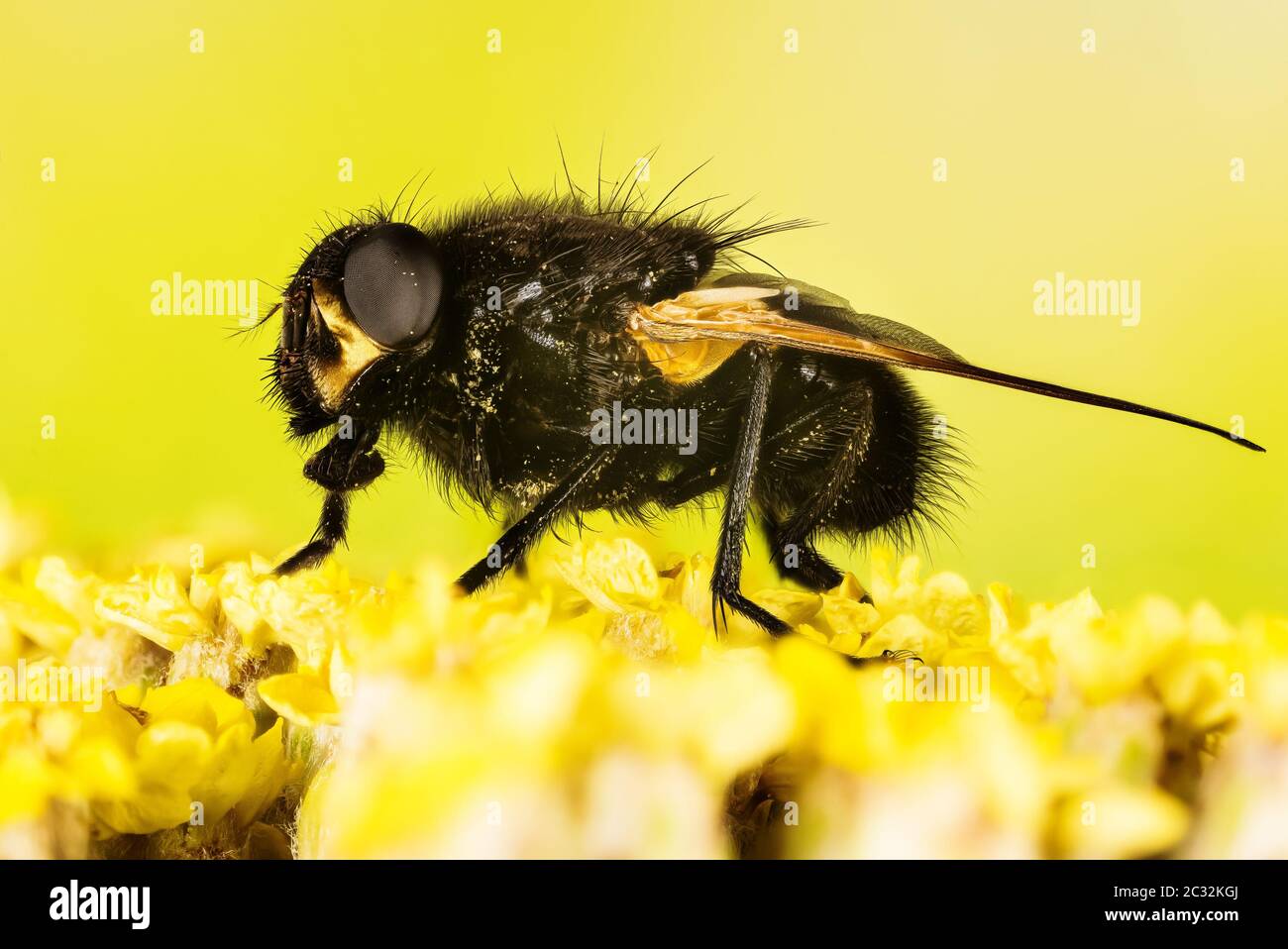 Mittagsflug, Mittagsflug, Mesembrina meridiana Stockfoto