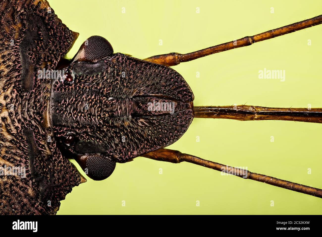 Makrofokus-Stapelaufnahme von Red-legged Shieldbug. Sein lateinischer Name ist Pentatoma rufipes Stockfoto
