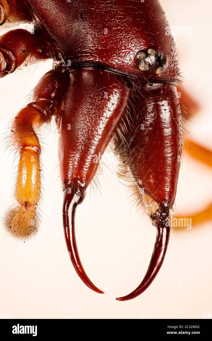 Woodlouse Spider, Woodlouse Hunter, Spider, Dysdera crocata Stockfoto