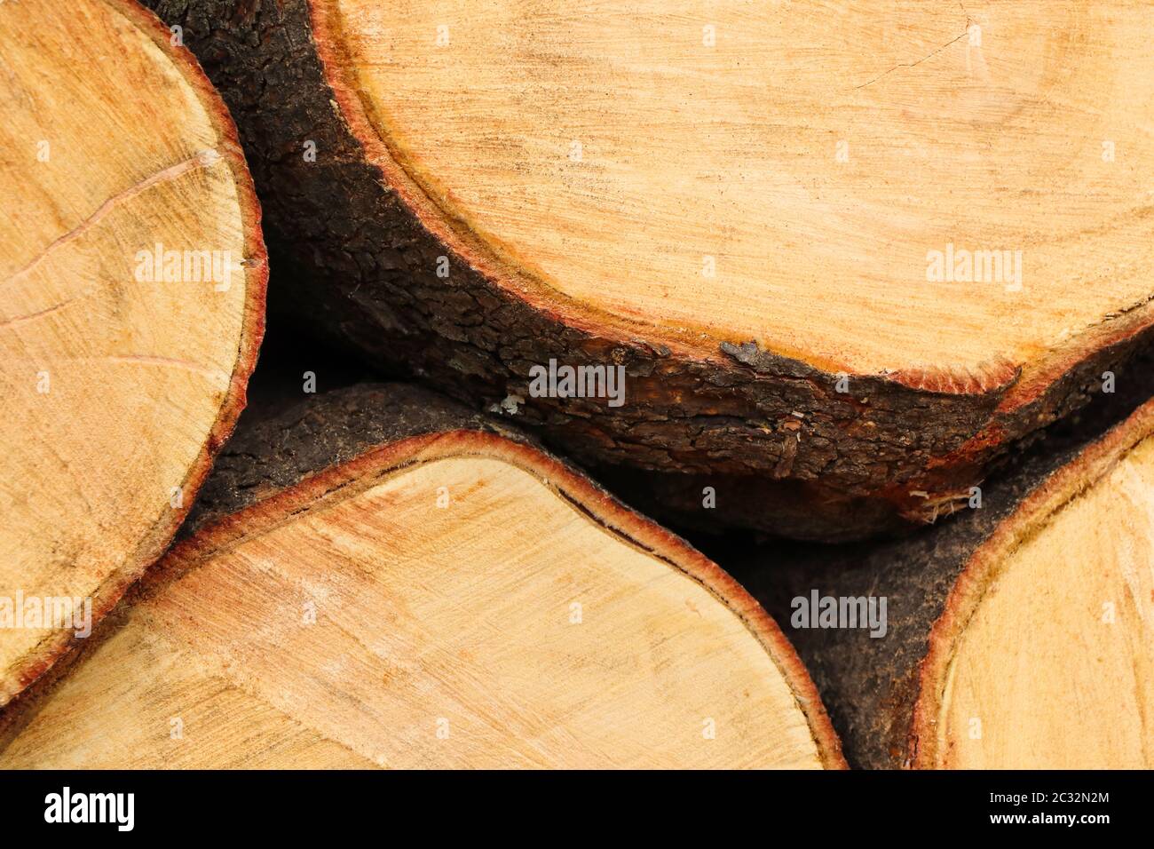 Nahaufnahme eines Holzstapels aus weißem Seringa-Baum (Kirkia acuminata) Stockfoto