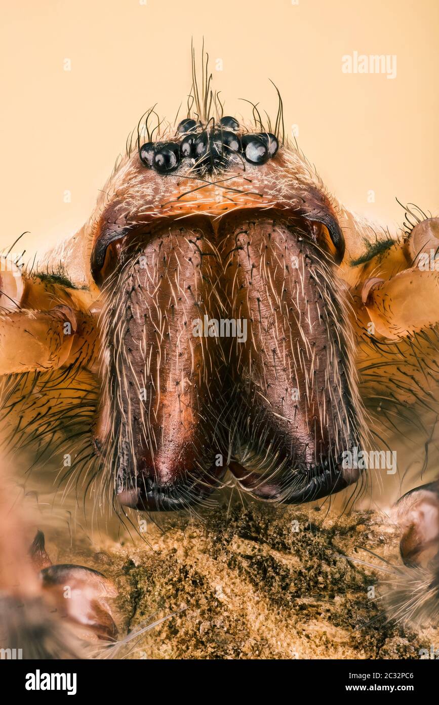 Makro Fokus Stapeln Aufnahme der weiblichen Riesenhaus Spider. Sein lateinischer Name ist Eratigena atrica. Stockfoto
