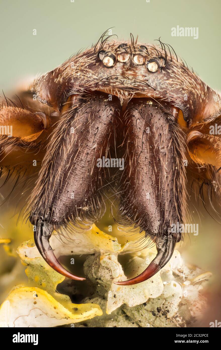 Makro Fokus Stapeln Aufnahme der weiblichen Riesenhaus Spider. Sein lateinischer Name ist Eratigena atrica. Stockfoto