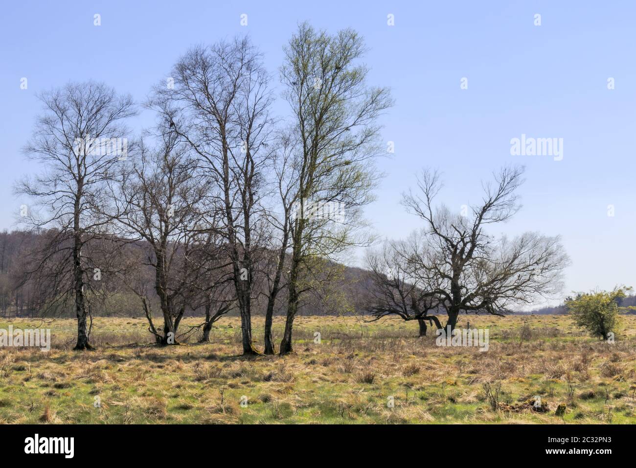 Baumgruppe in der Naturlandschaft des Schopflocher Moors, Schwäbische Alb, Süddeutschland, april Stockfoto