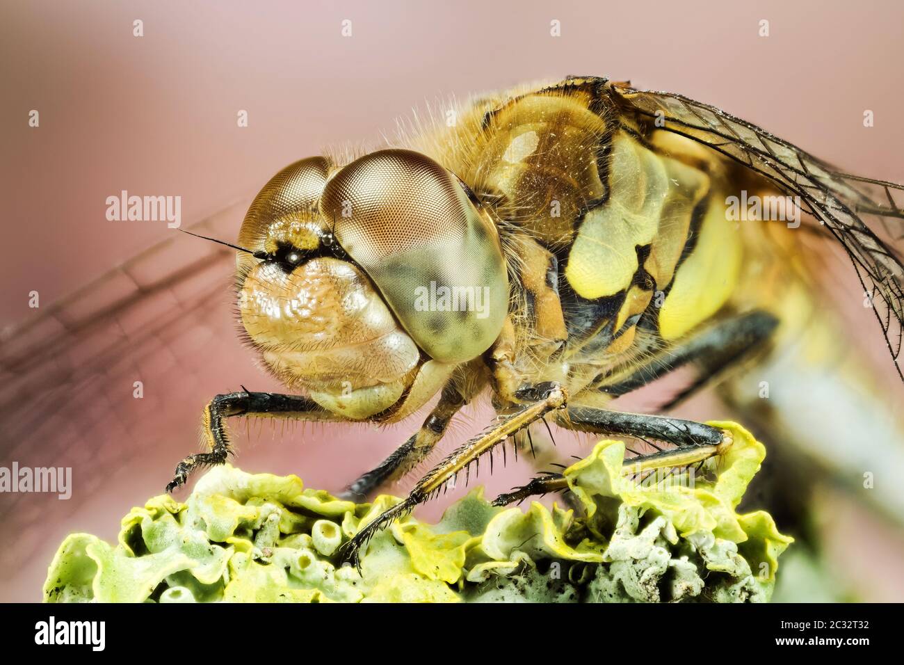 Makro Stapeln Fokus Porträt von Vagrant Darter. Ihr lateinischer Name ist Sympetrum vulgatum. Stockfoto