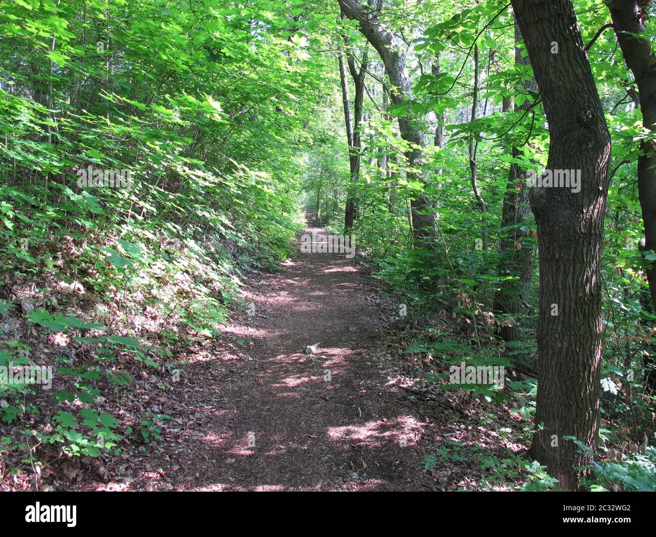 Wanderweg, Jena, Lobeda, Kernberge, Thüringen, Deutschland, Ende Mai 2019 Stockfoto