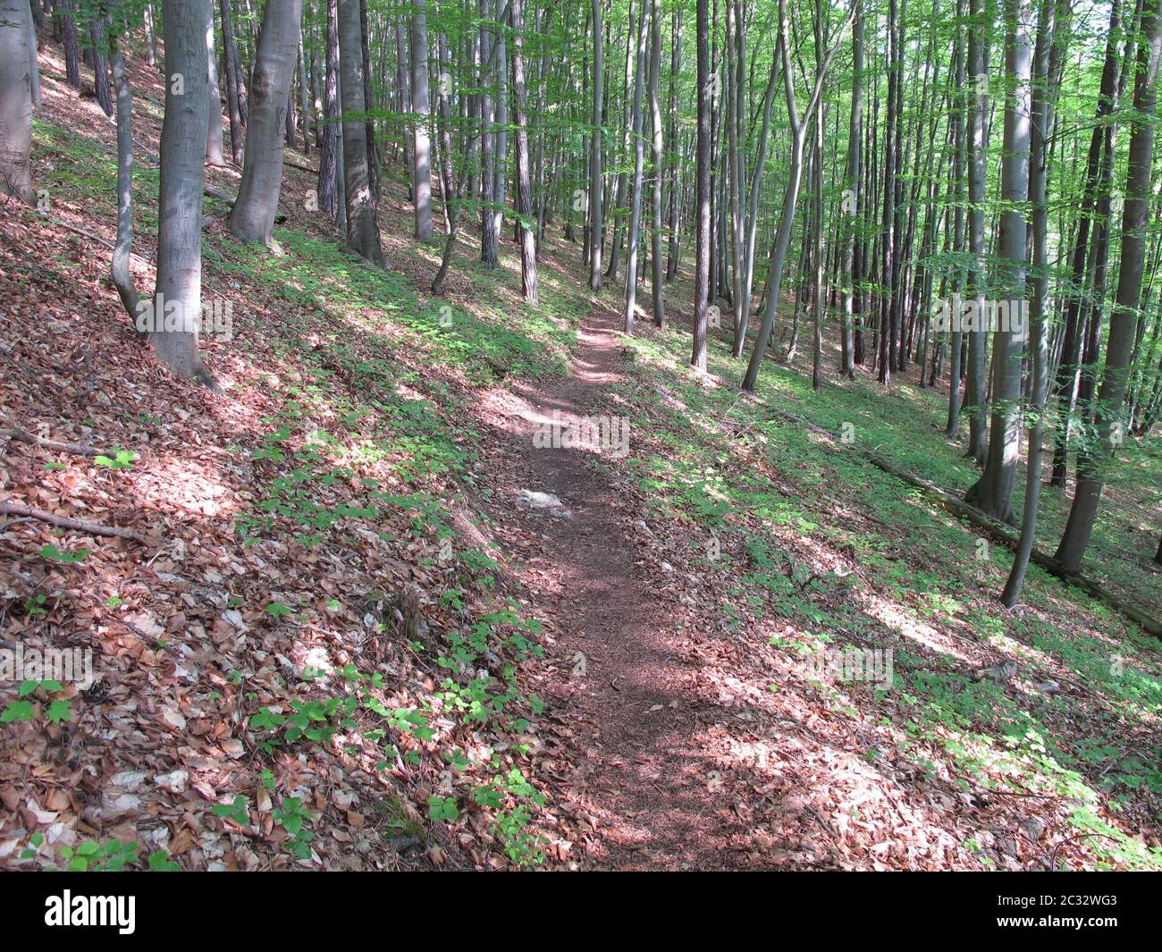 Wanderweg, Jena, Lobeda, Kernberge, Thüringen, Deutschland, Ende Mai 2019 Stockfoto
