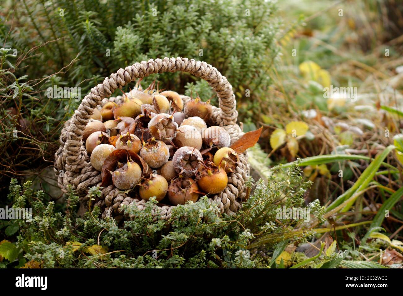 Mespilus germanica Stockfoto