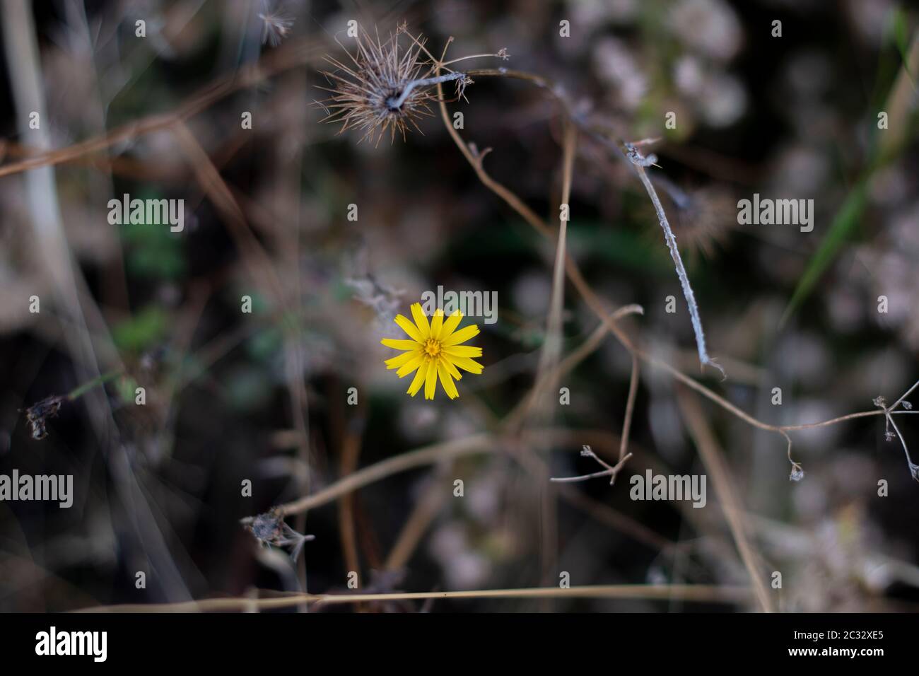 Nahaufnahme der gelben, glatten Weißbartblume. Stockfoto