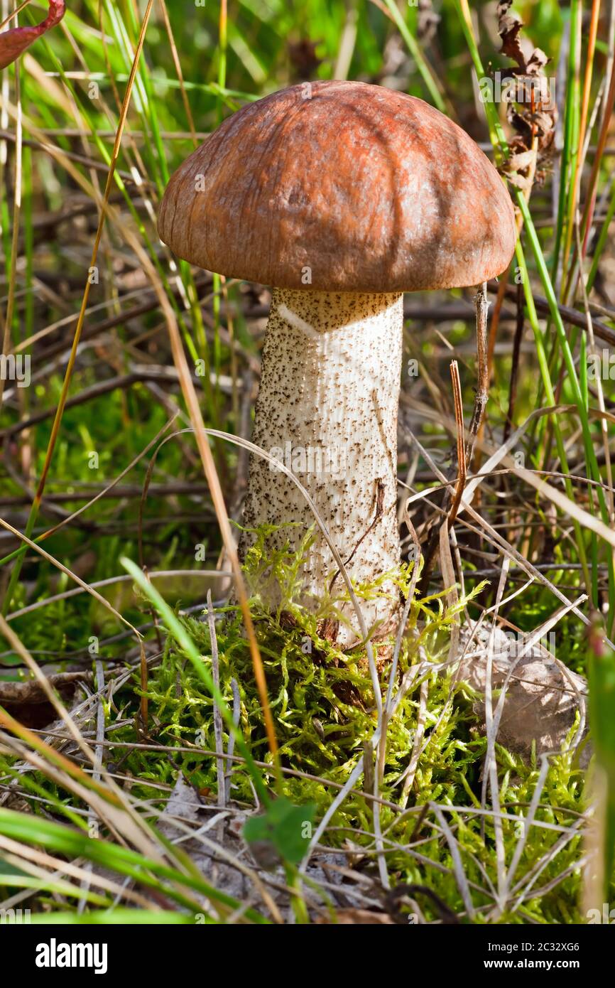 Birch bolete Stockfoto