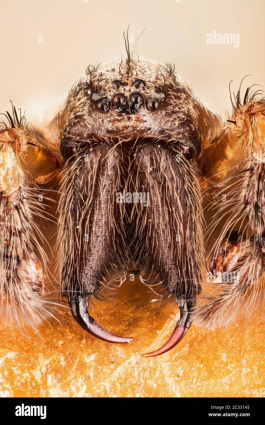 Makro Fokus Stapeln Aufnahme der weiblichen Riesenhaus Spider. Sein lateinischer Name ist Eratigena atrica. Stockfoto